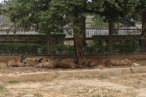 Pack-of-Tigers-300x200.jpg
